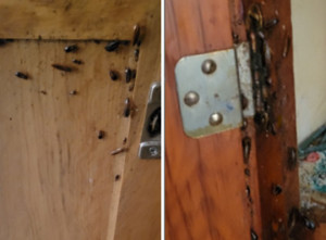 Signs of a cockroach infestation