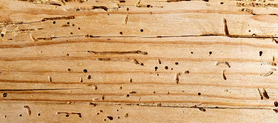 Damaged Wood from Powderpost Beetles