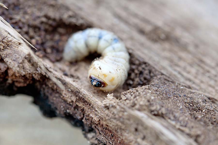 Powderpost Beetles Larvae Woodworm