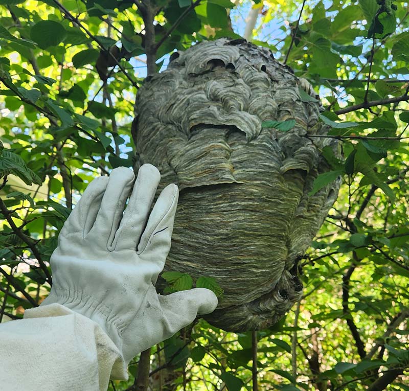 Wasp Nest