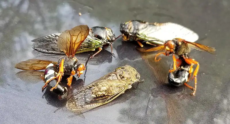 Cicada Killers